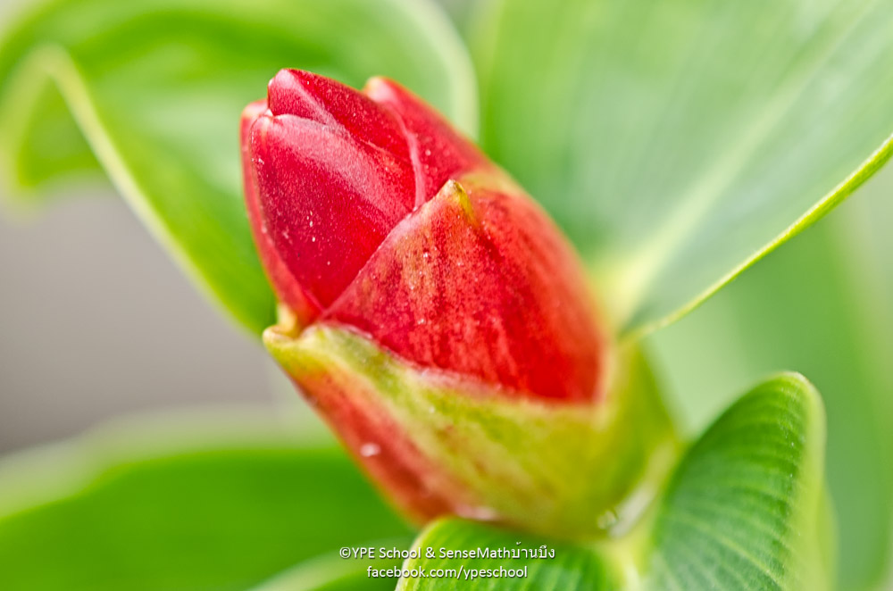 bud-2.jpg