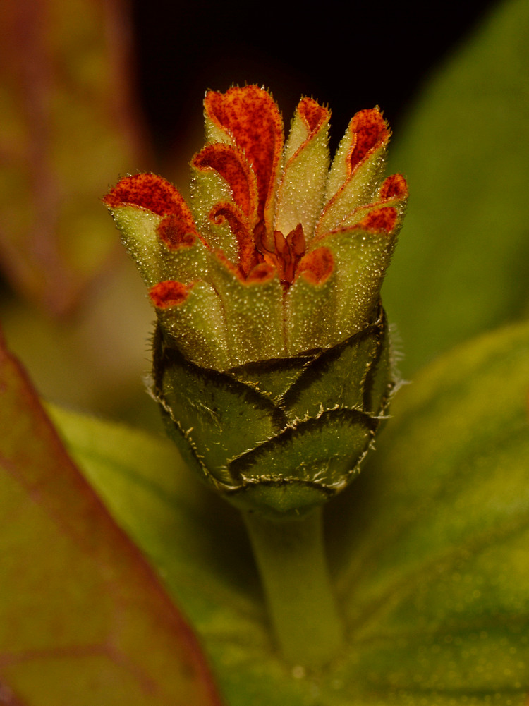 Bud.jpg