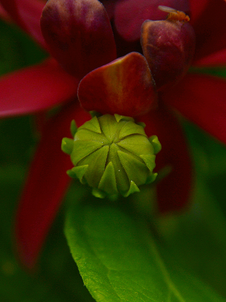 Bud.jpg