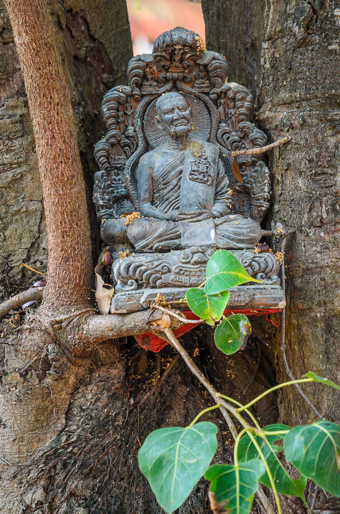buddha-tree-1.jpg