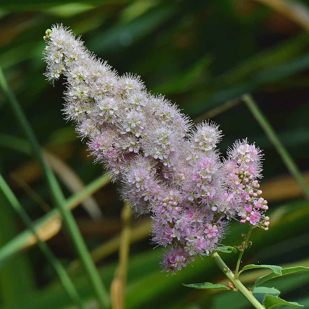 Buddlea.jpg