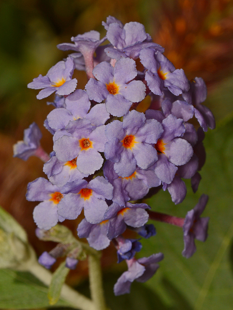 Buddleya.jpg