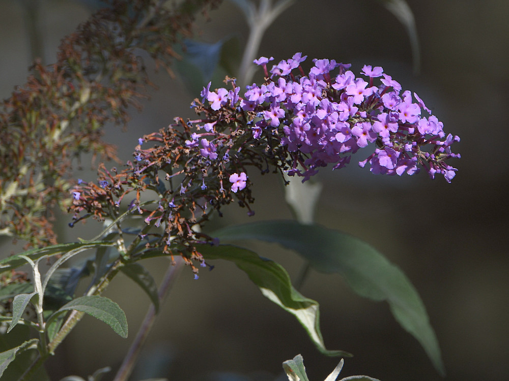 Buddlia.jpg