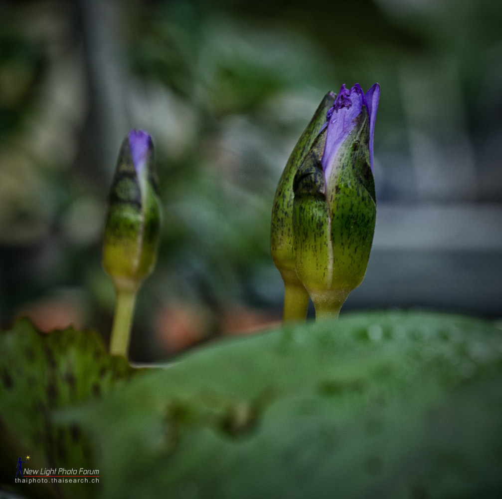 budout-1.jpg