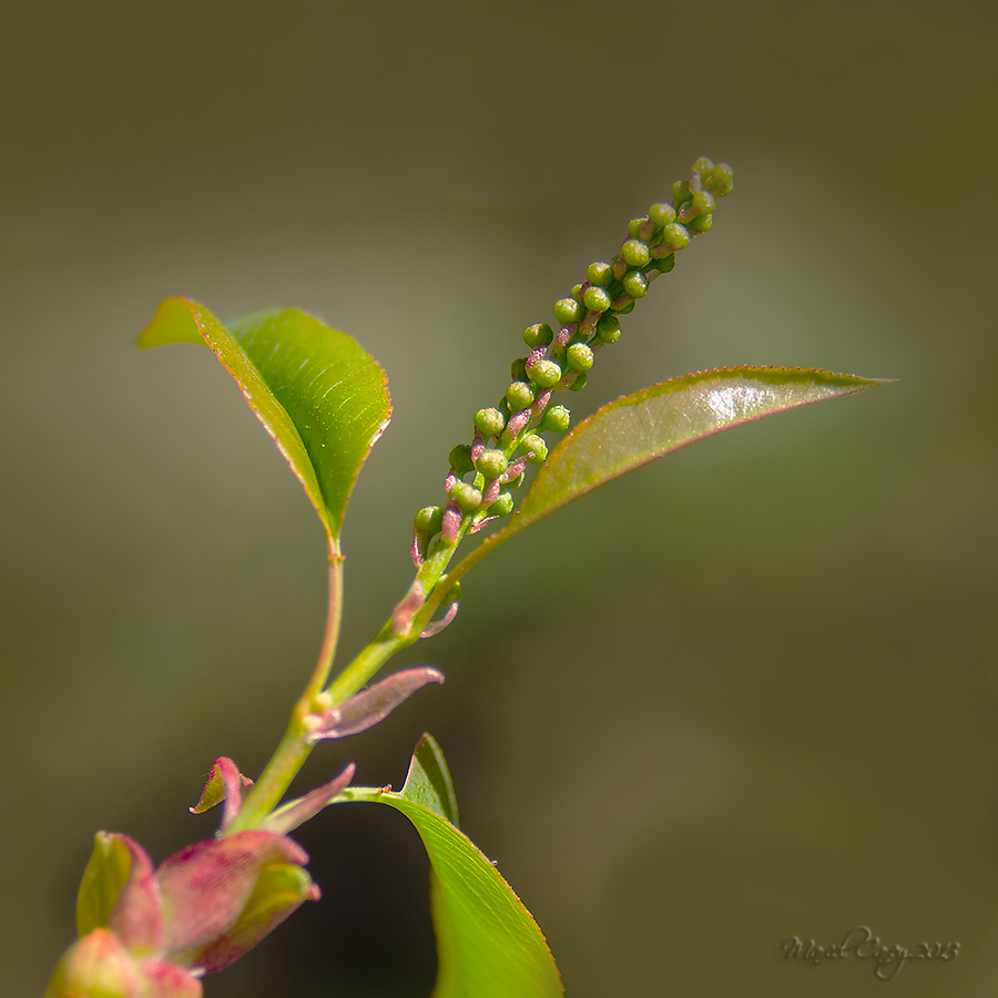 buds II.jpg