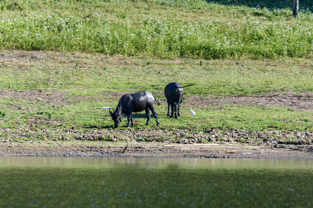 buffalo-2.jpg