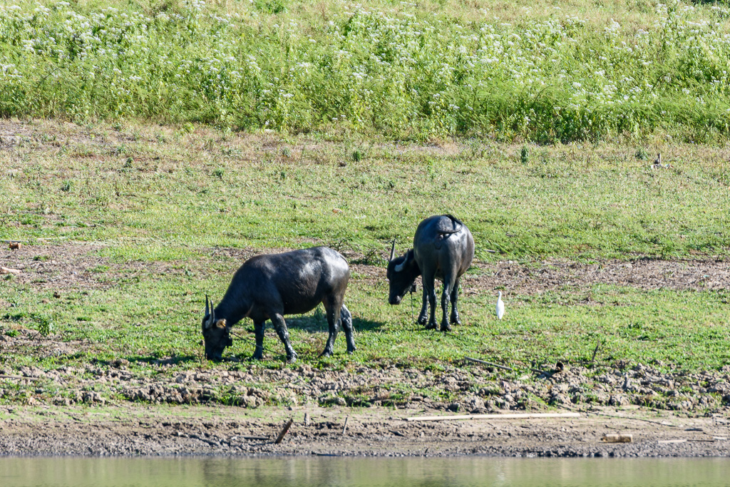 buffalo-3.jpg