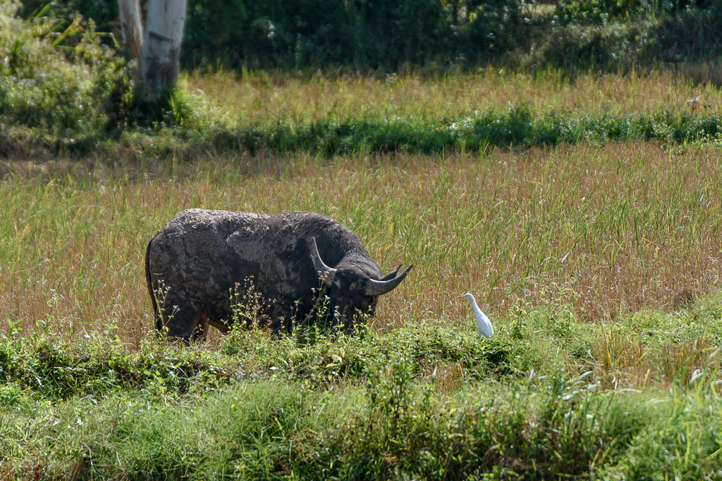 buffalo-3.jpg