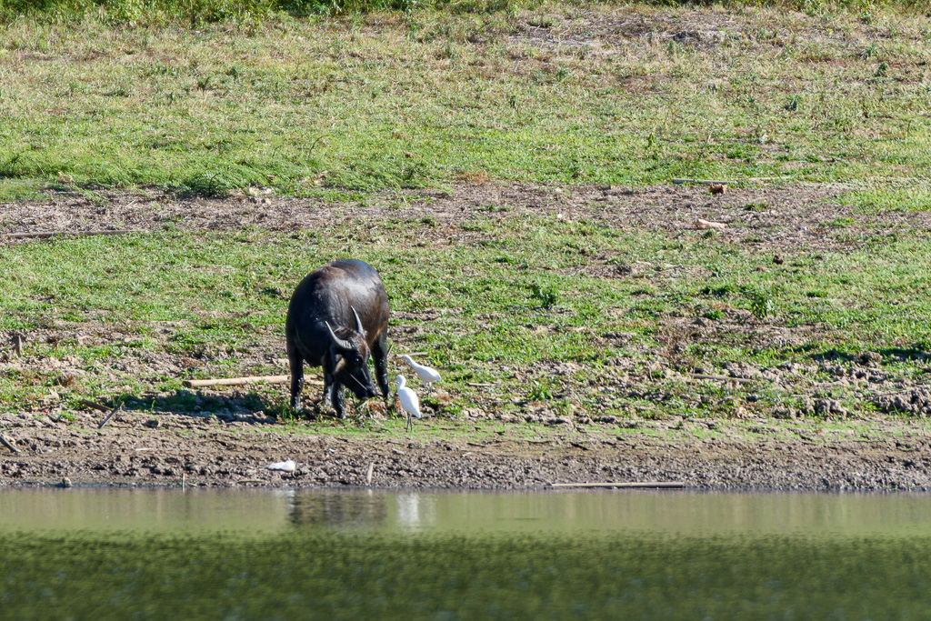 buffalo-4.jpg