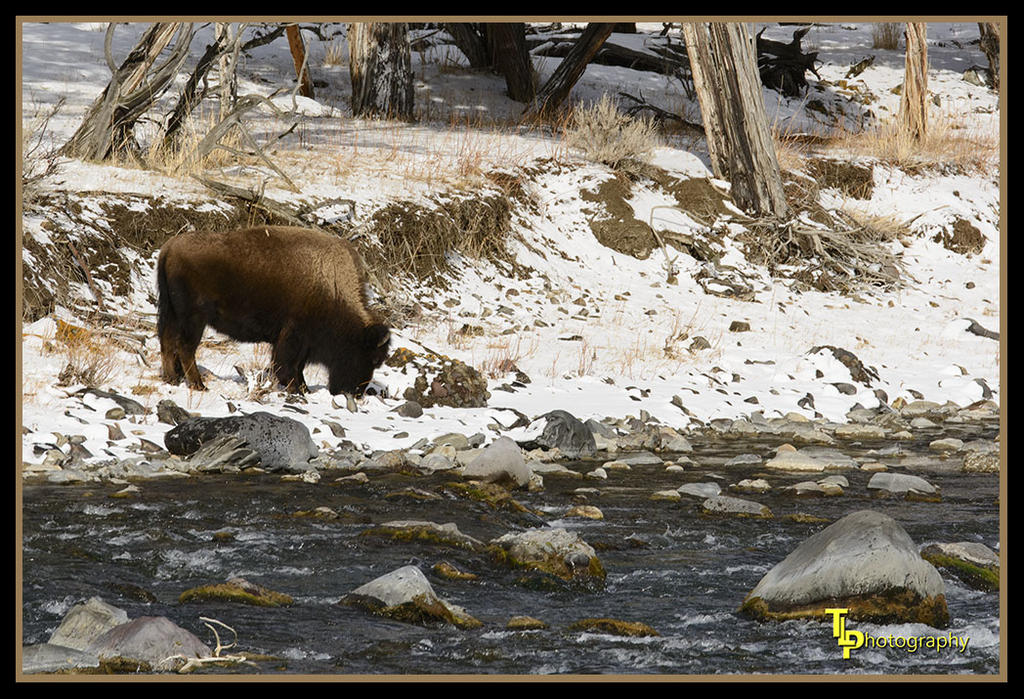 BUffalo and river.jpg