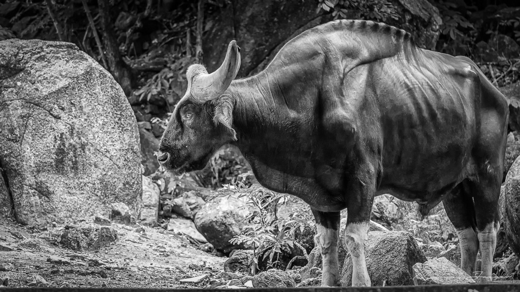 buffalo-bw-1.jpg