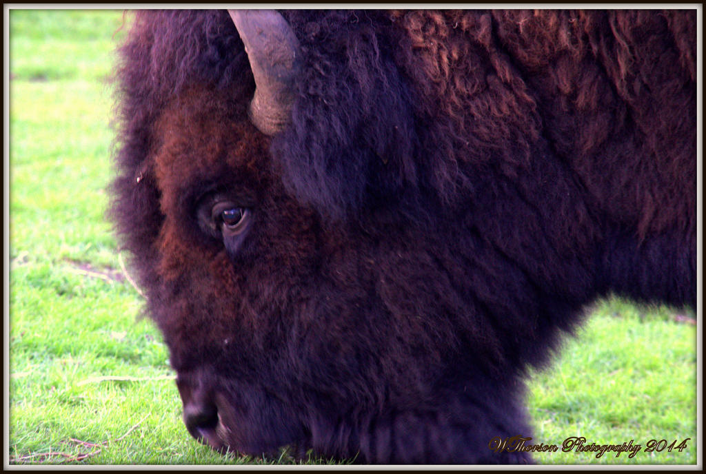Buffalo Close Up.jpg