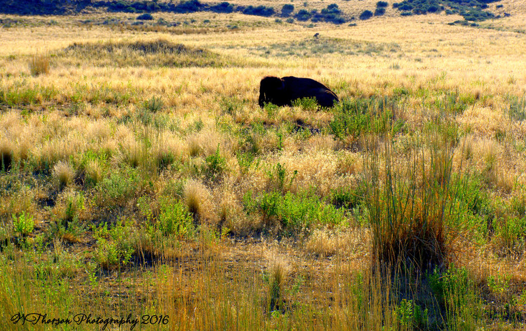Buffalo Lounging in the Grass on Antelope Island 7-27-2016.jpg