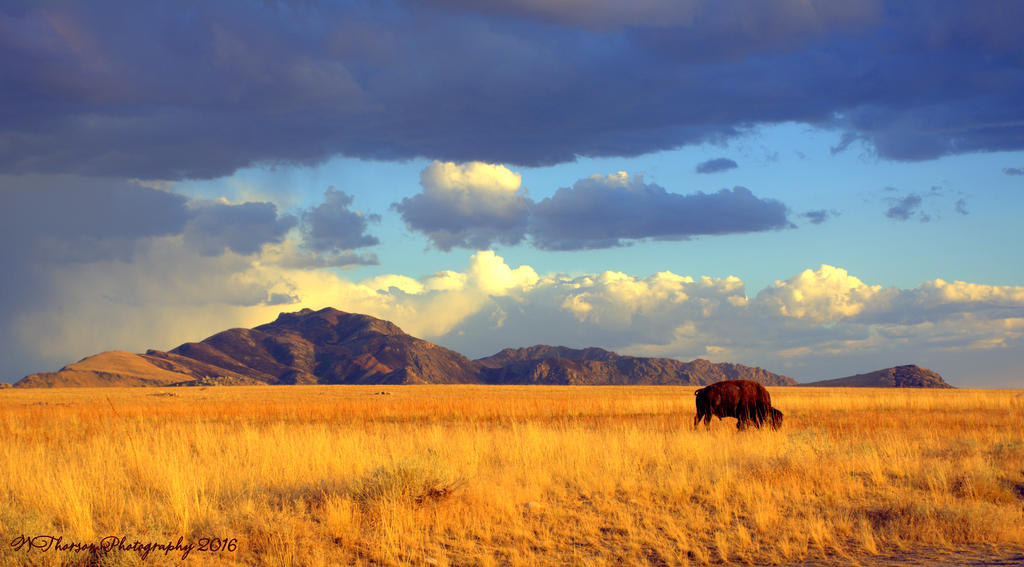 Buffalo on Antelope Island #1 8-7-2016.jpg