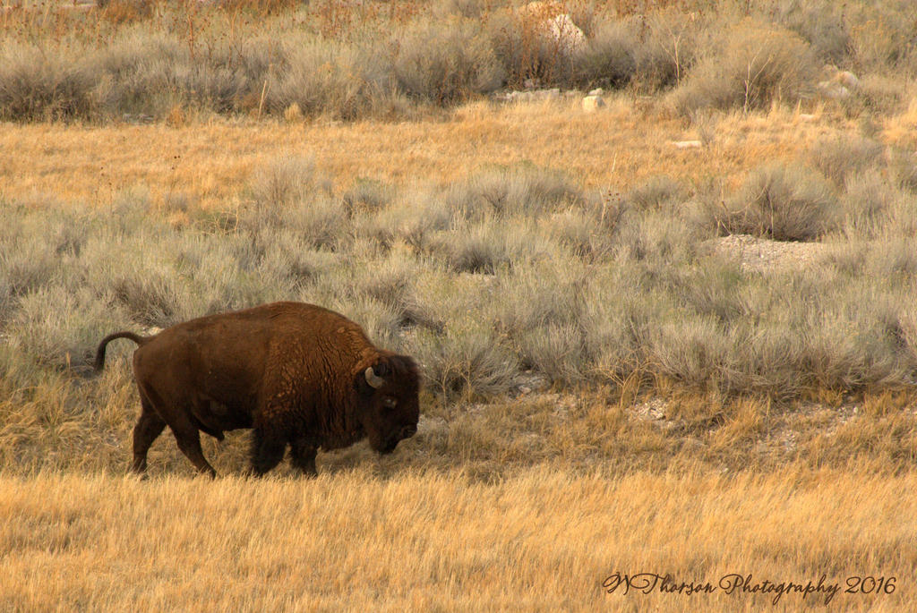 Buffalo on Antelope Island 11-25-2016.jpg