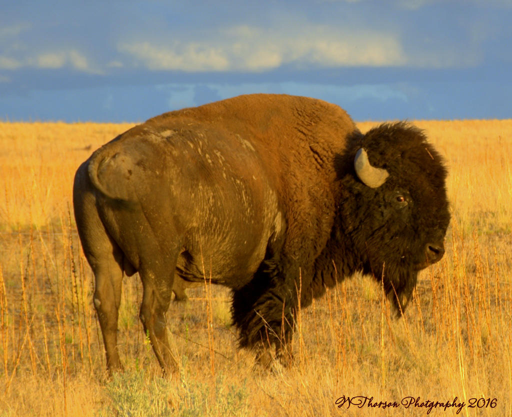Buffalo on Antelope Island #2 8-7-2016.jpg