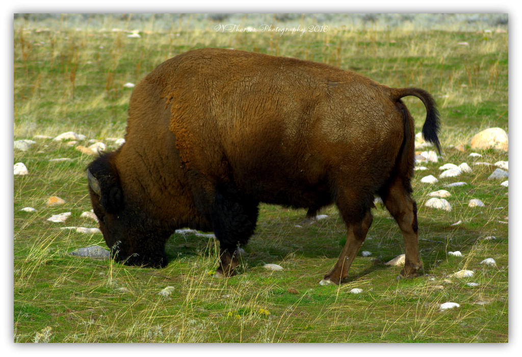 Buffalo on Antelope Island 3-20-2016.jpg