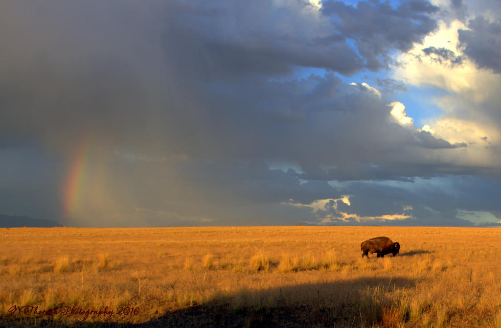 Buffalo on Antelope Island #3 8-7-2016.jpg