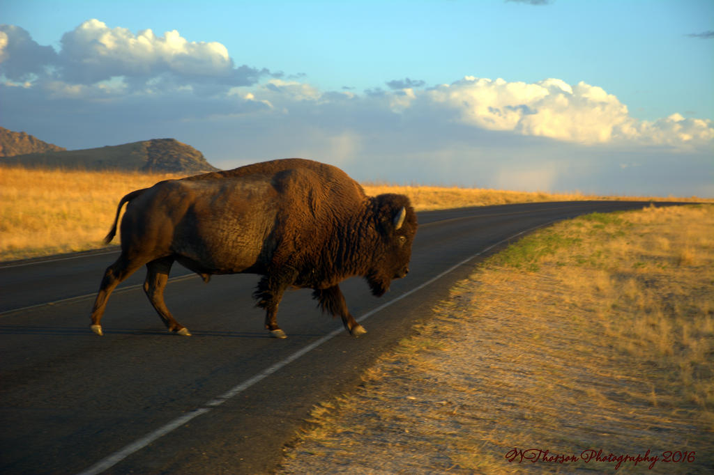 Buffalo on Antelope Island #4 8-7-2016.jpg