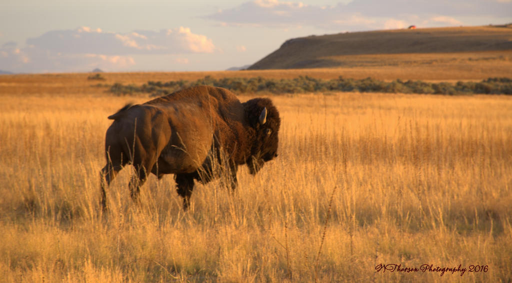 Buffalo on Antelope Island #5 8-7-2016.jpg