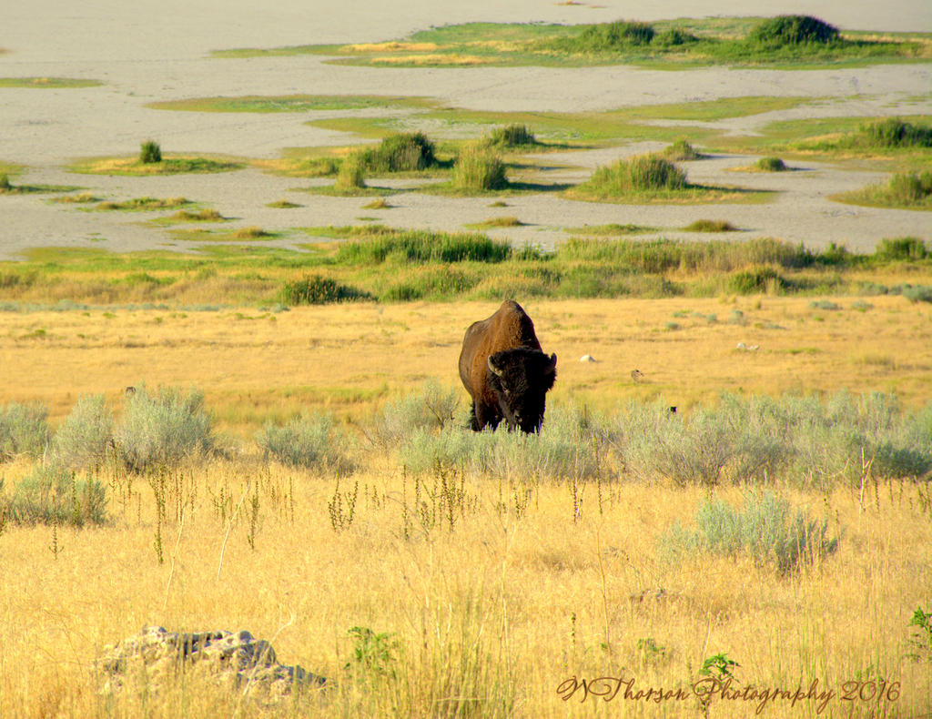 Buffalo on Antelope Island 7-27-2016.jpg