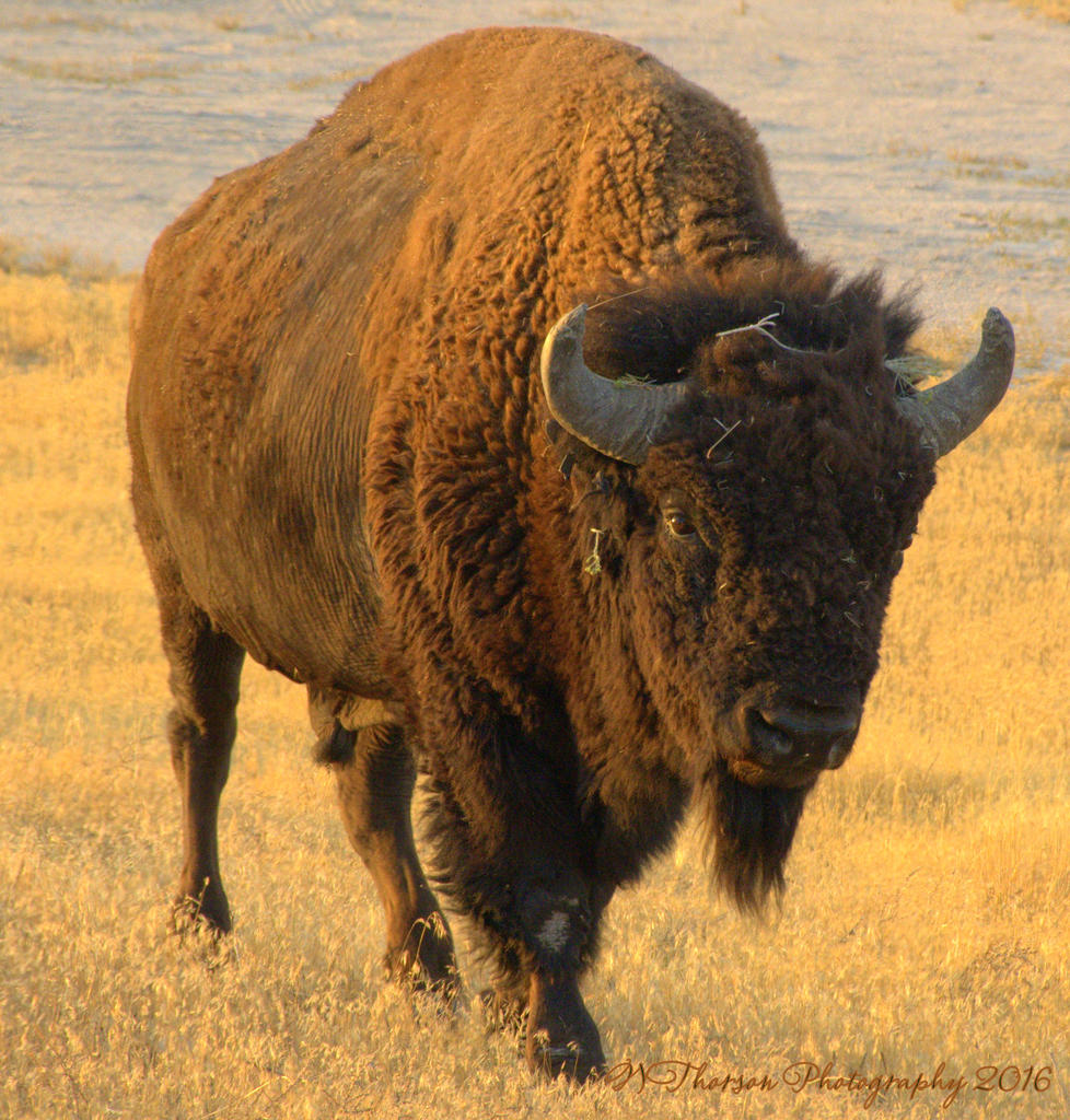Buffalo on Antelope Island 8-26-2016.jpg