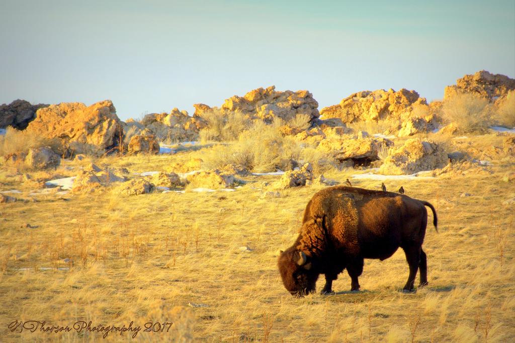 Buffalo with 3 Birds on it's Back 1-14-2017.jpg