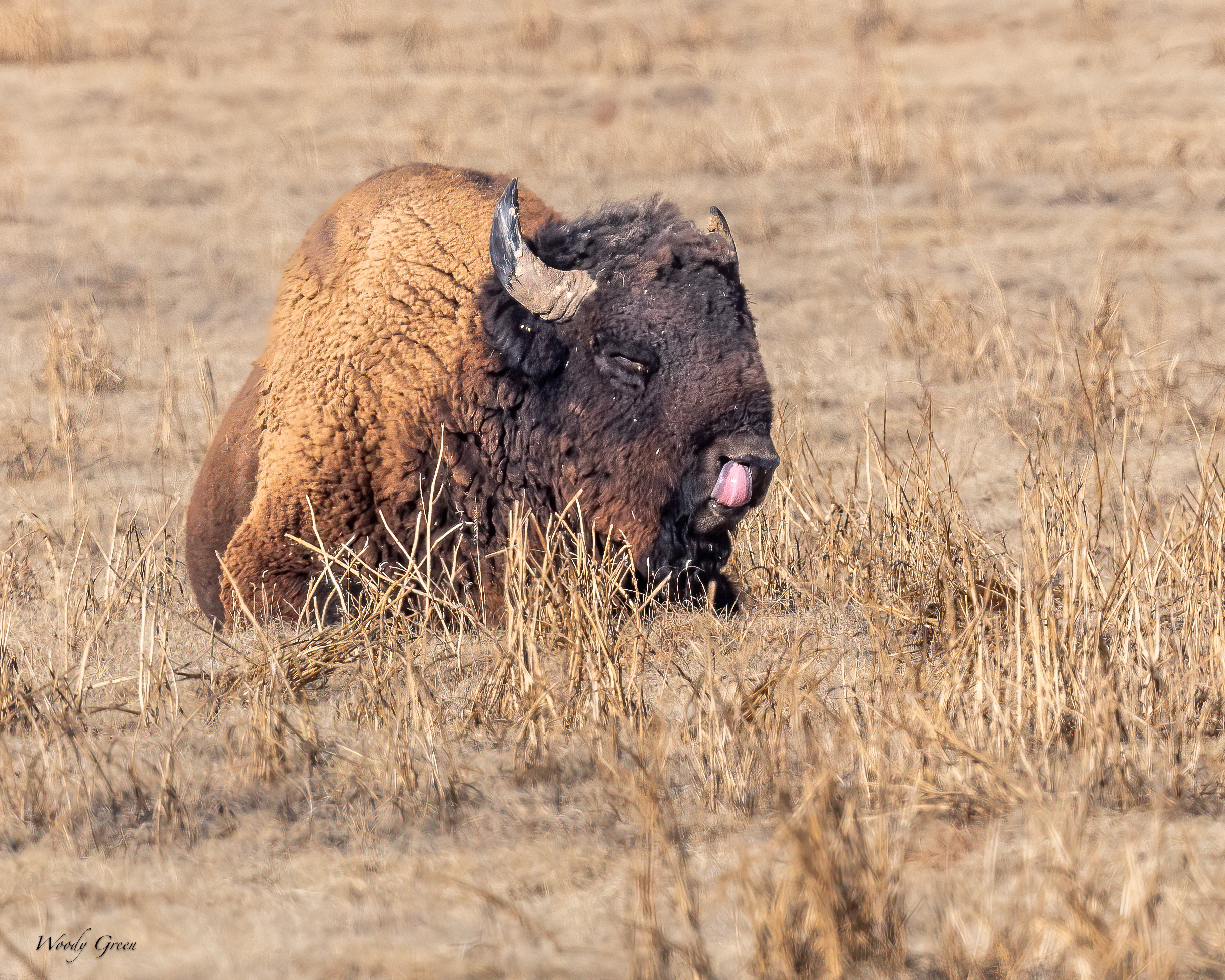 BuffaloTongue-181.jpg