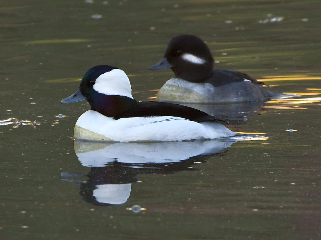 Bufflehead.jpg