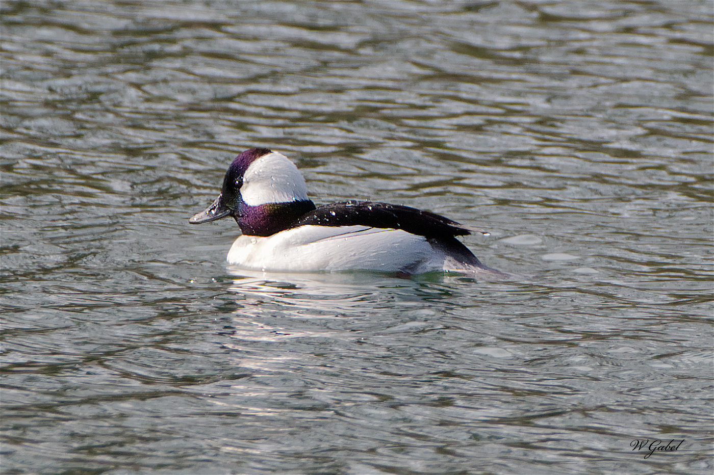 BuffleHead sm.jpg