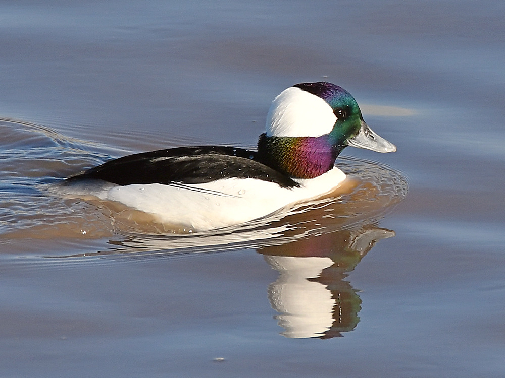 Bufflehead3.jpg