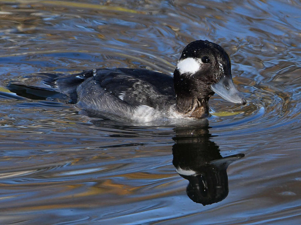 Bufflehead4.jpg