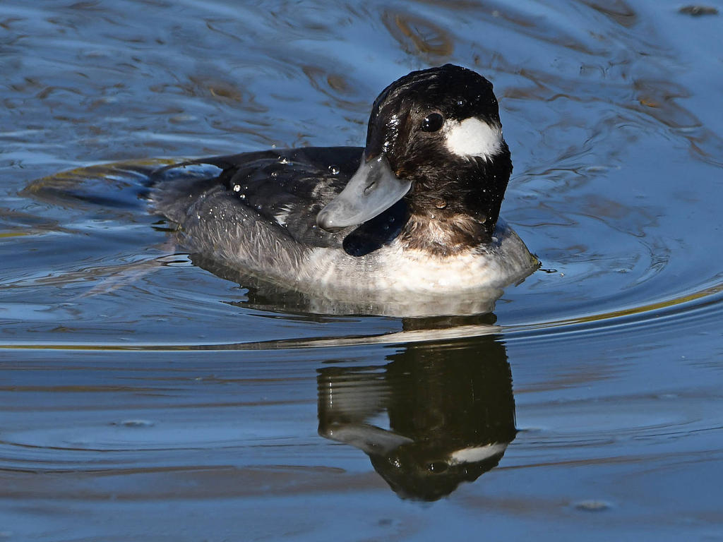 Bufflehead6.jpg