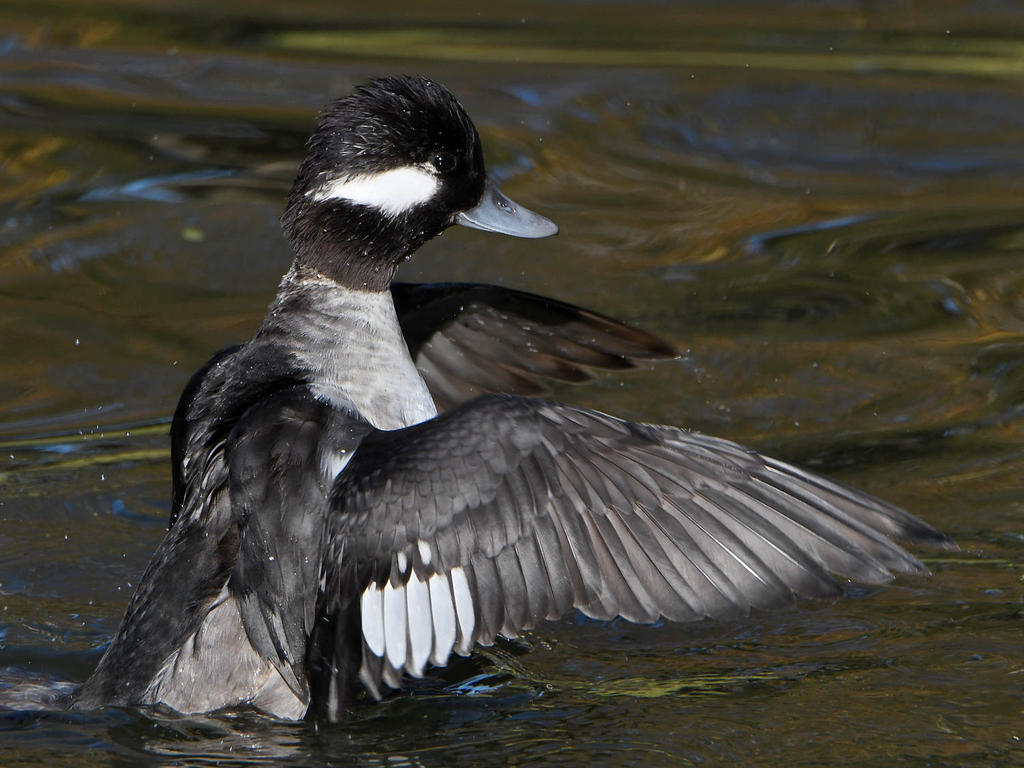 Bufflehead8.jpg