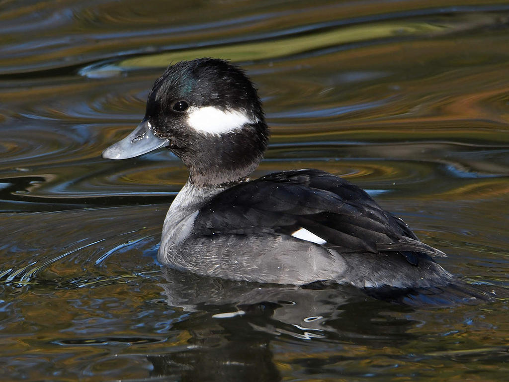 Bufflehead9.jpg