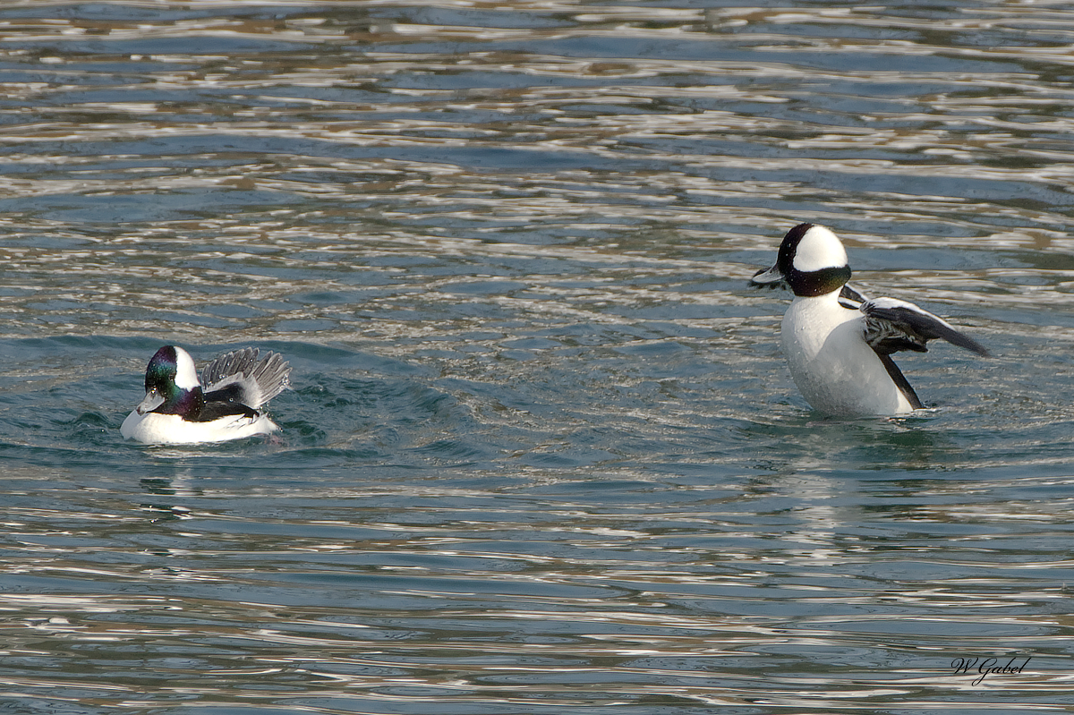 Buffleheads sm.jpg