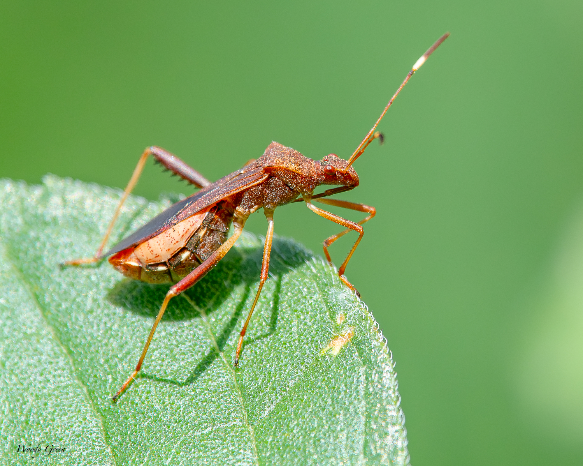 Bug-233.jpg