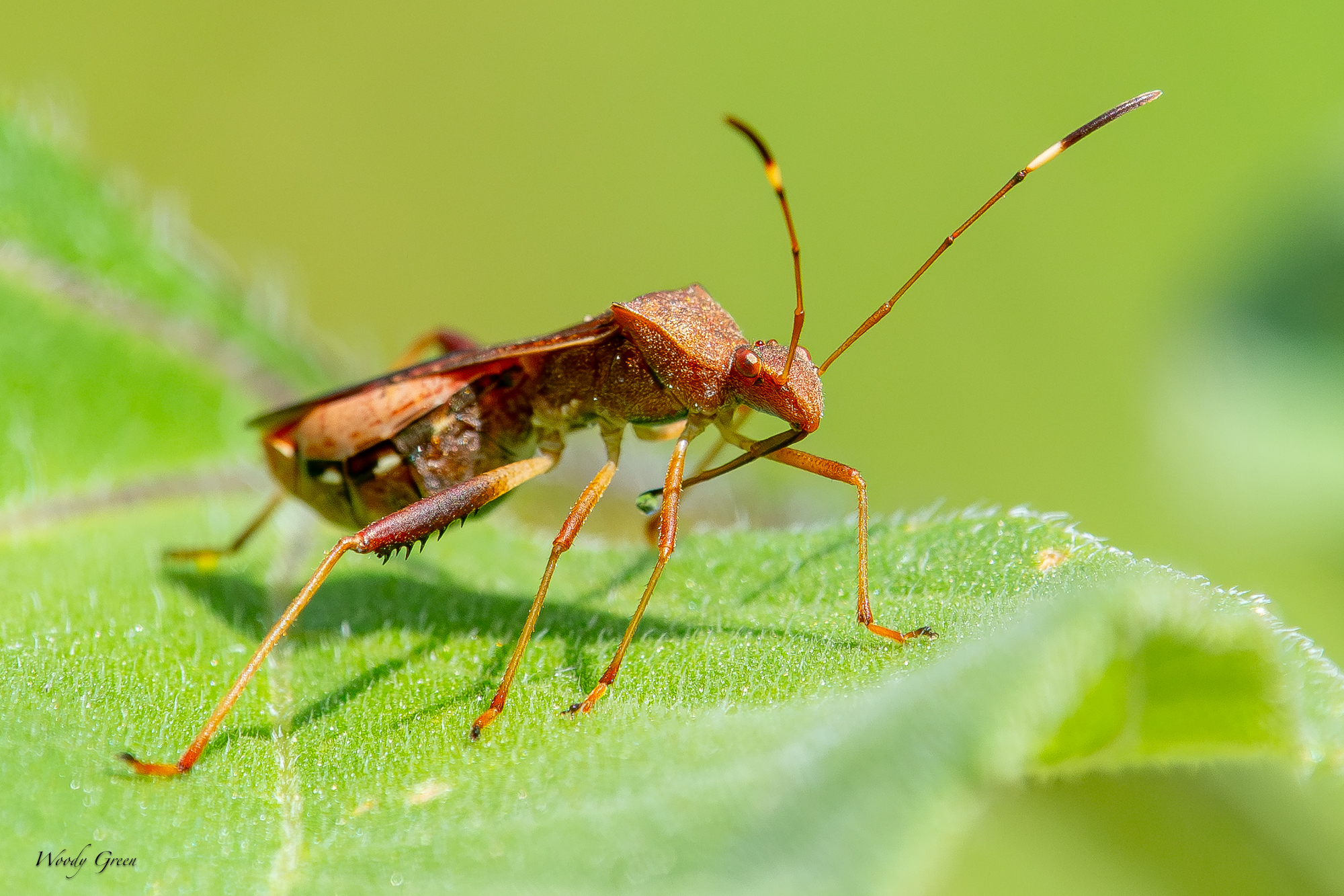Bug-234.jpg