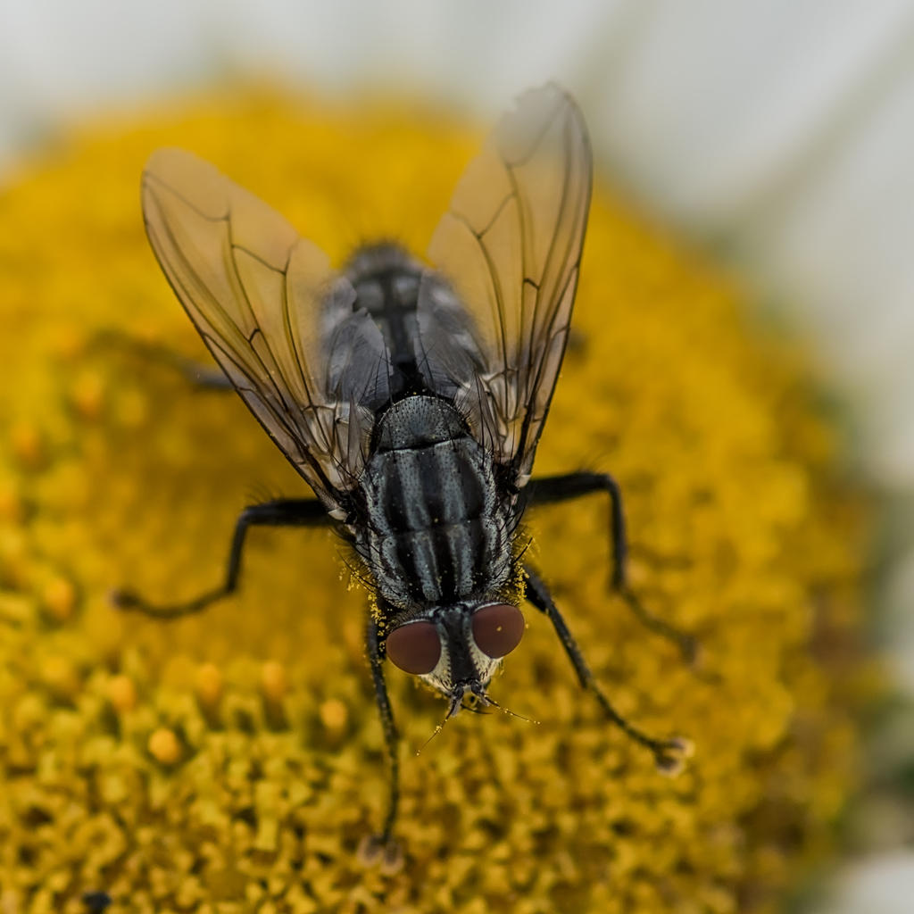 Bug-3.jpg