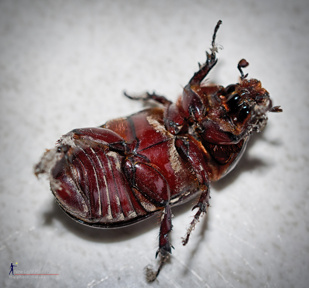 bug-3.jpg