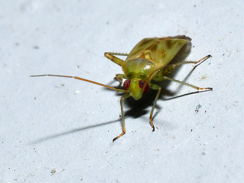 Bug.jpg