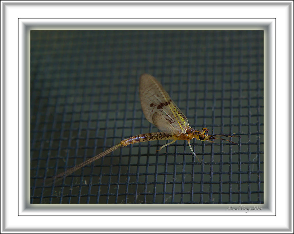 Bug on a screen.jpg