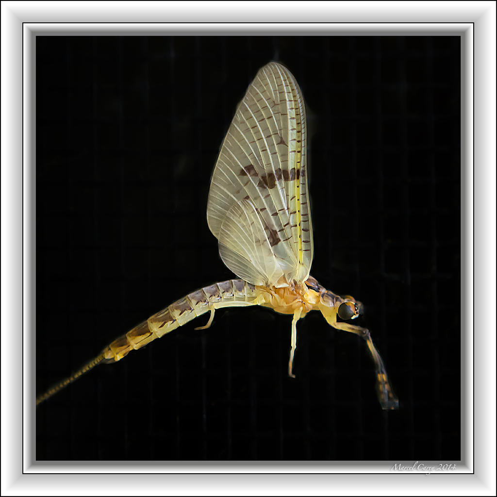 bug on black.jpg