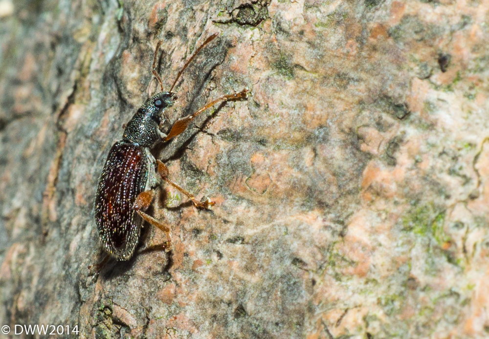 Bug Out (1 of 1).jpg