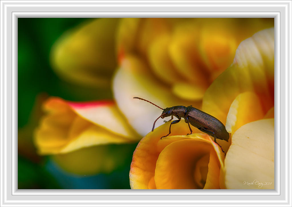 bug post processing.jpg