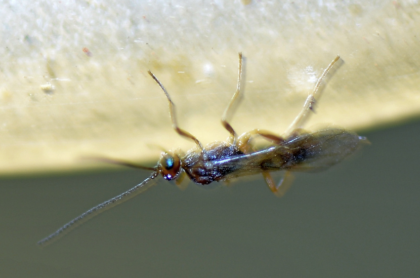 bug06Jan2014.jpg