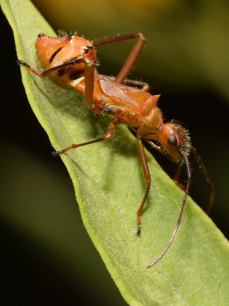 Bug2.jpg