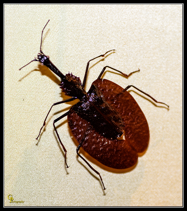Bug2.jpg