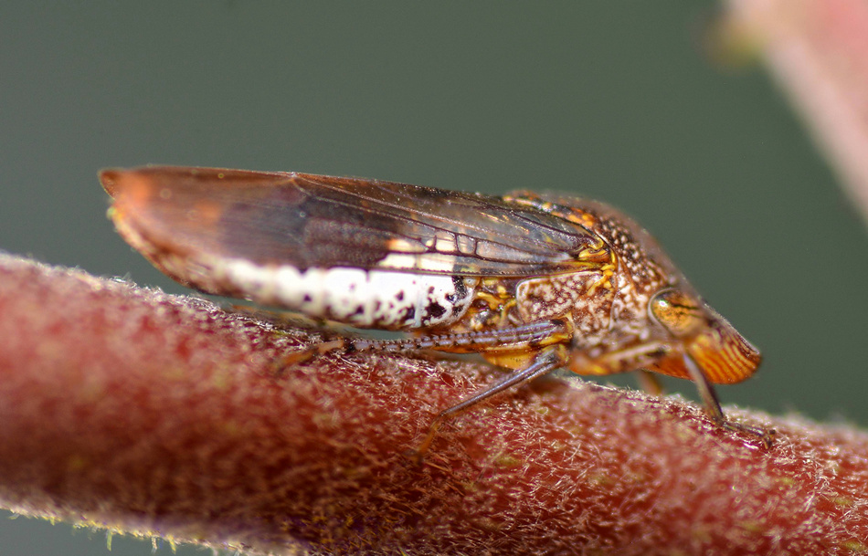 Bug24Dec2013_2.jpg
