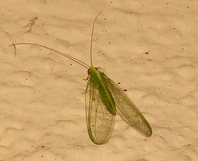 Bug29Dec2013_1.jpg